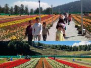 Tulip garden at Sanasar witnesses huge footfall