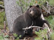 Man, son injured in attack by wild bear in Poonch