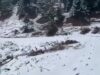 WD likely to trigger moderate rain, snowfall from Saturday over J&K: MeT
